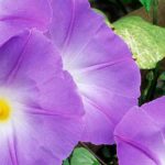 Ipomée envahissante : comment la maîtriser ?