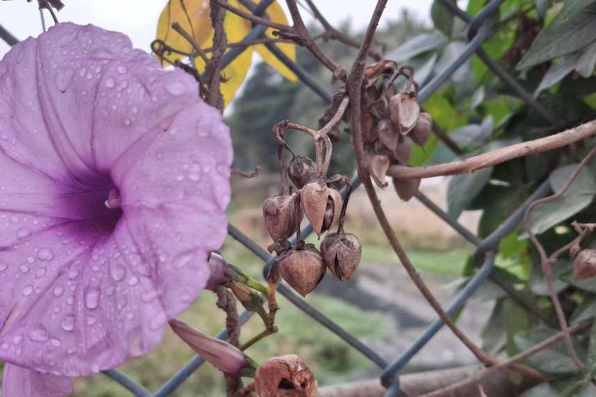 ipomée envahissante : nos conseils pour s'en débarrasser