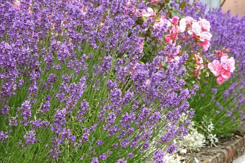 des plants de lavande entoure un rosier à fleurs rose clair