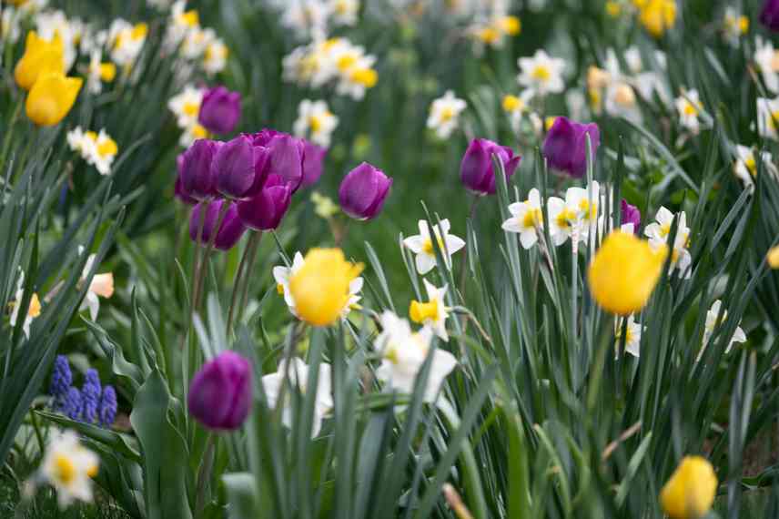 caracteristiques plantes à fleurs bulbes