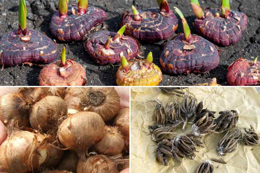 reconnaitre les bulbes