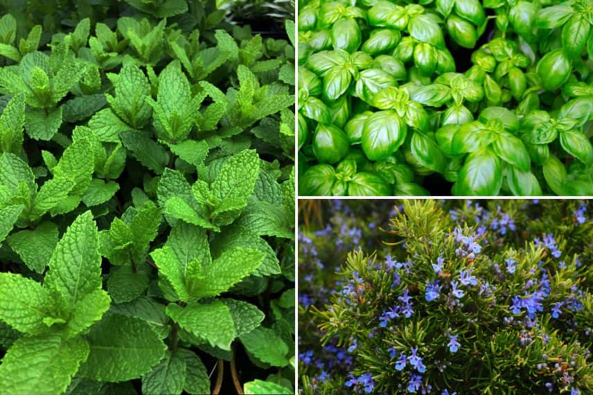Menthe, basilic et romarin