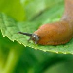 Où se cachent les limaces la journée ? Leurs abris enfin dévoilés