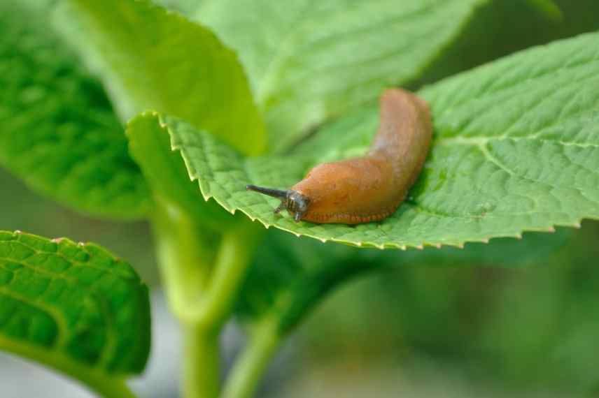 les éléments du jardin qui attirent les limaces