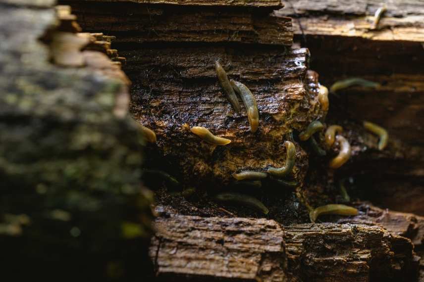 limaces cycle de vie