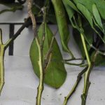 Mal secco des agrumes : tout savoir sur cette maladie