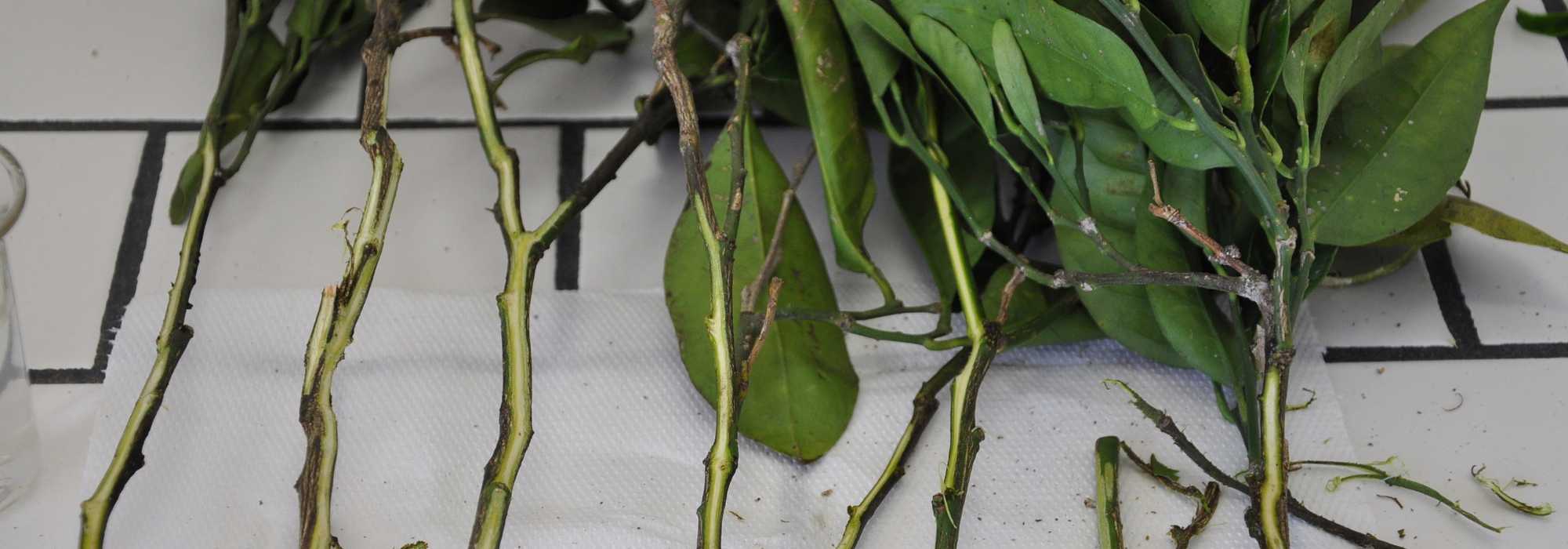 Mal secco des agrumes : tout savoir sur cette maladie