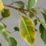 Les maladies et parasites du Ficus