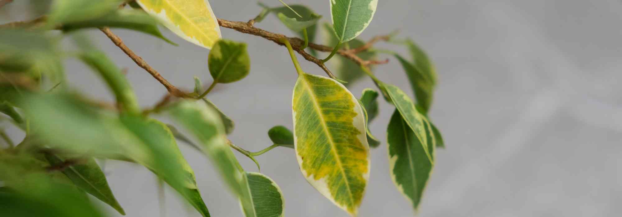 Les maladies et parasites du Ficus