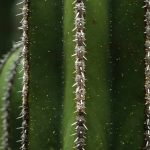 Les maladies et parasites de l’euphorbe cactus