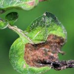 Le mildiou : identification, traitement, prévention