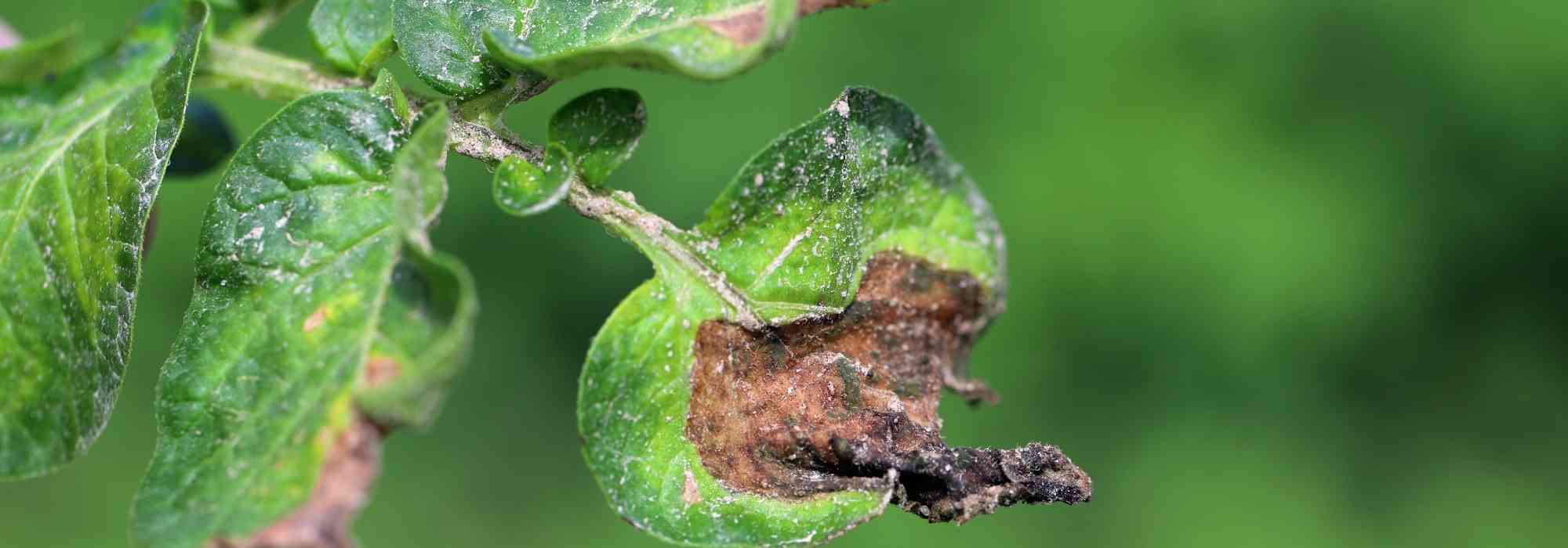 Le mildiou : identification, traitement, prévention