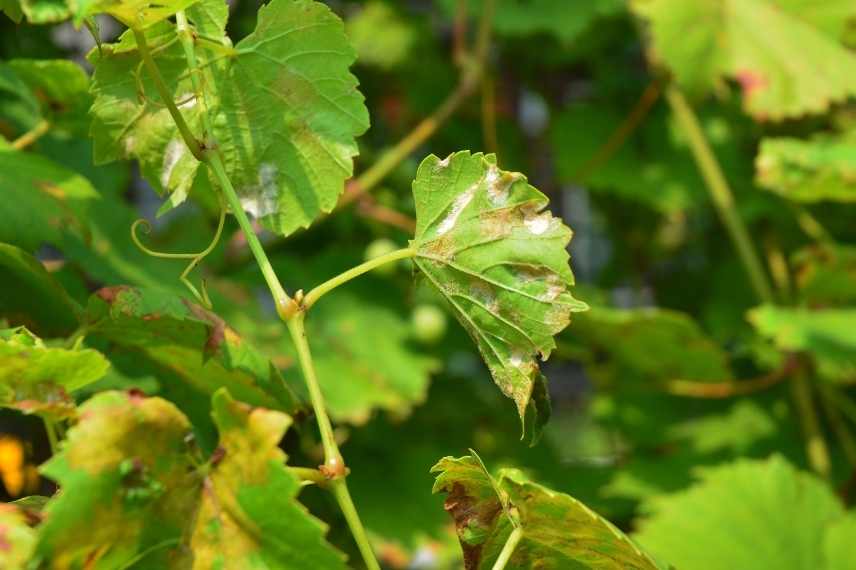 mildiou sur la vigne traitement prévention