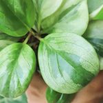 Peperomia : l’entretien au fil des saisons