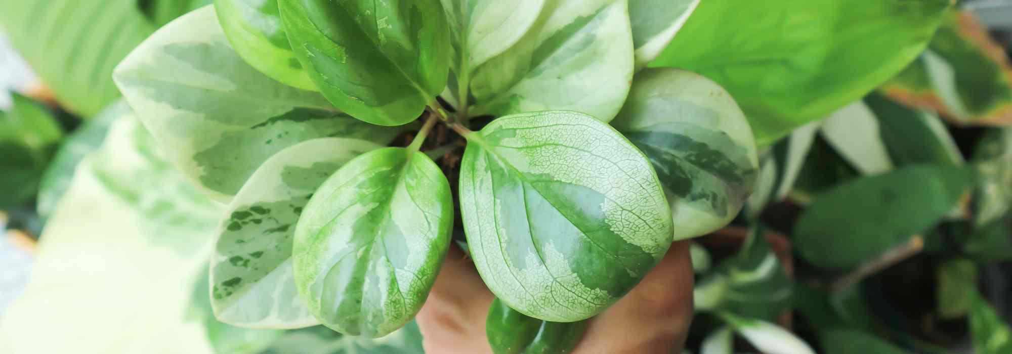 Peperomia : l’entretien au fil des saisons