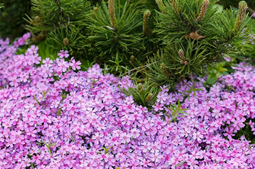 couvre sol non invasif