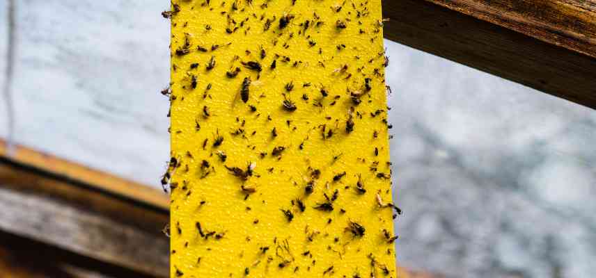 piege contre les meligethes