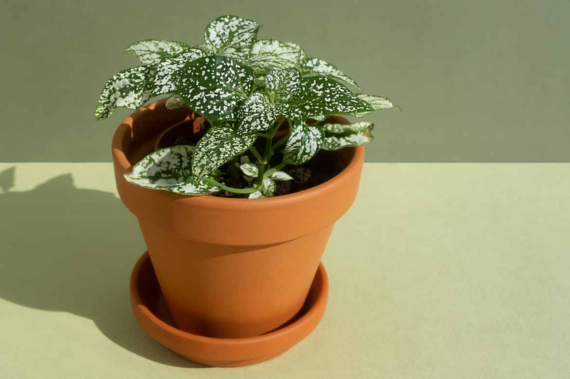 planter un fittonia