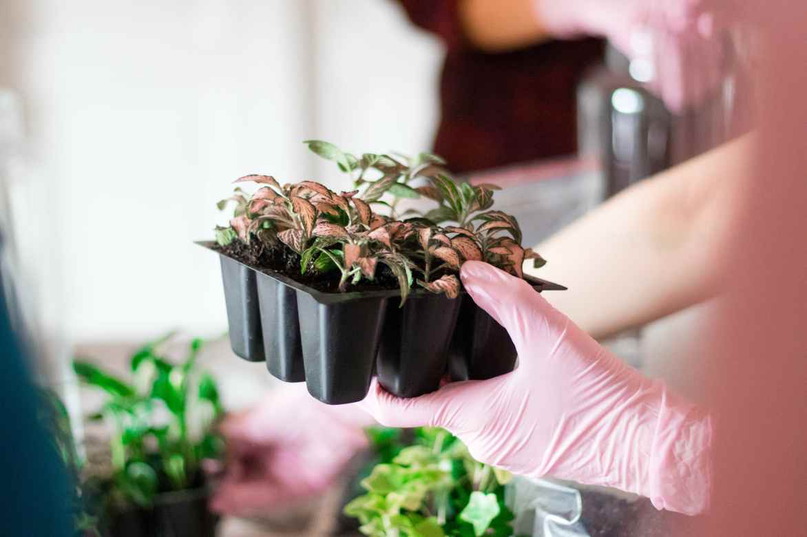 plantation mini plantes fittonia