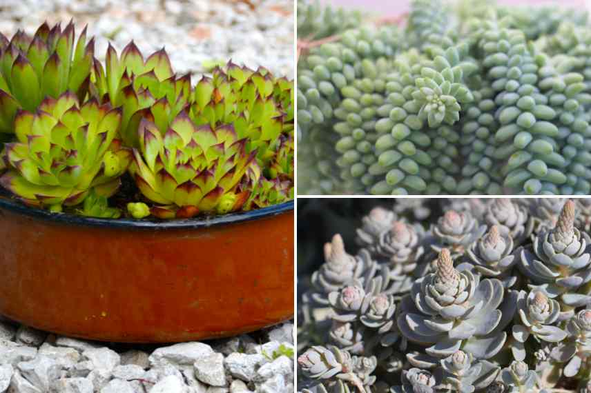 succulentes pour potees cimetiere