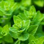 Les plantes aromatiques utiles pour un jardin en permaculture