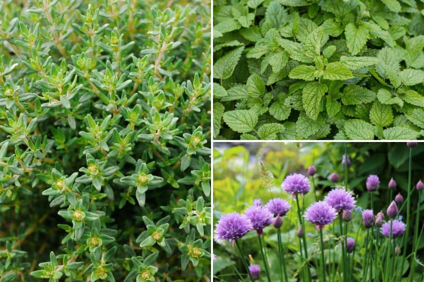 Thym, mélisse citronnelle et ciboulette