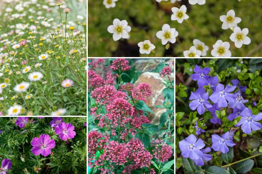 choix de plantes en pot pour cimetiere