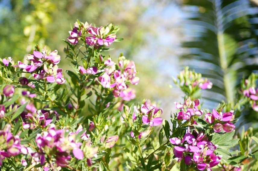 cultiver un polygale en pot