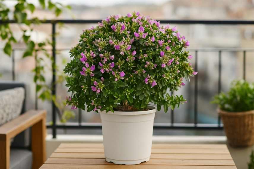 polygala bibi pink en pot