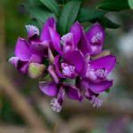 Cultiver un Polygala en pot