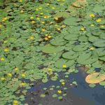 Comment nettoyer un bassin envahi par les nénuphars ?