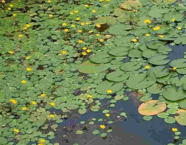 Comment nettoyer un bassin envahi par les nénuphars ?