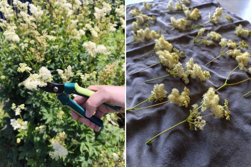 Récolte et séchage de mes fleurs de Reines des près
