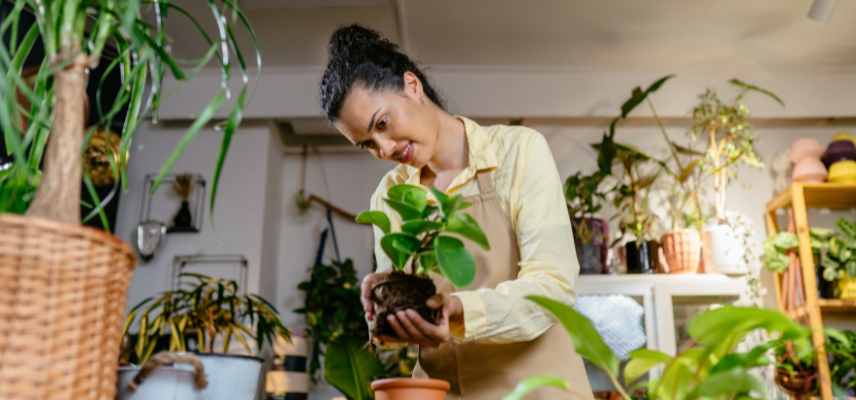 rempoter un peperomia quand