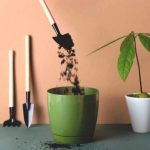 Quand et comment rempoter un avocatier cultivé en pot ?