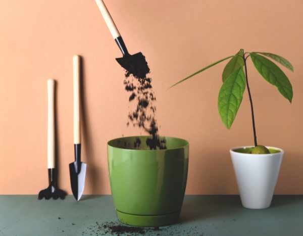 Quand et comment rempoter un avocatier cultivé en pot ?