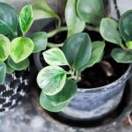 Comment rempoter un Peperomia ?