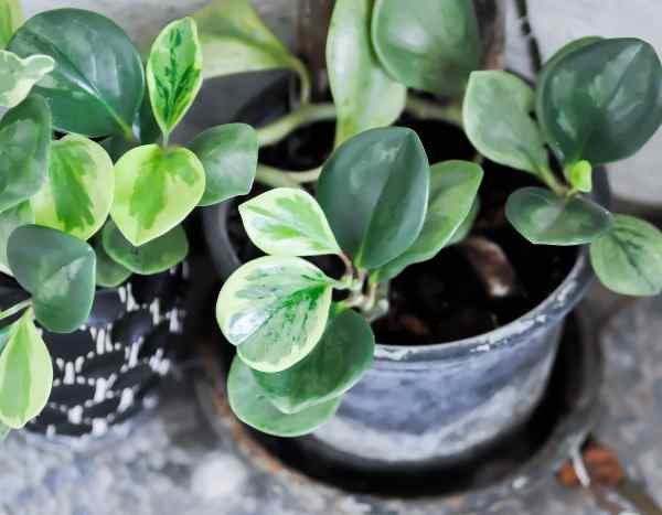 Comment rempoter un Peperomia ?