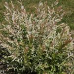 Arbre à crevette : comment éviter le dessèchement de ses feuilles en été ?