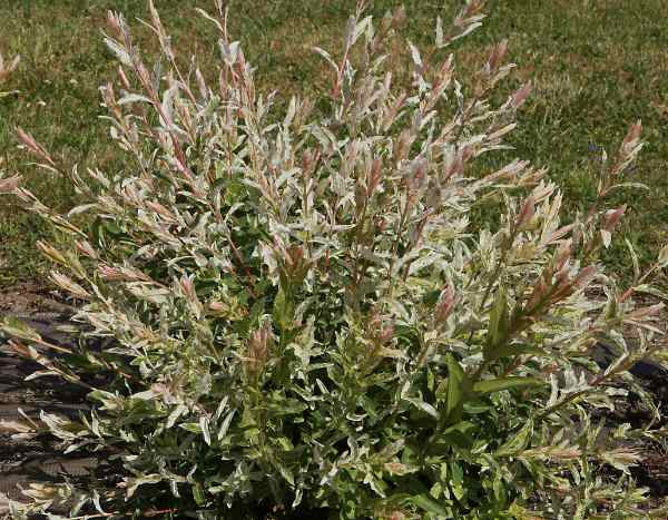 Arbre à crevette : comment éviter le dessèchement de ses feuilles en été ?