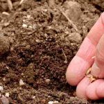 Semis en ligne ou semis à la volée : quelle différence ?