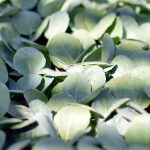 Comment semer le brocoli, un légume riche en nutriments !