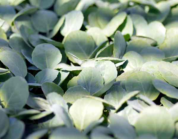 Comment semer le brocoli, un légume riche en nutriments !