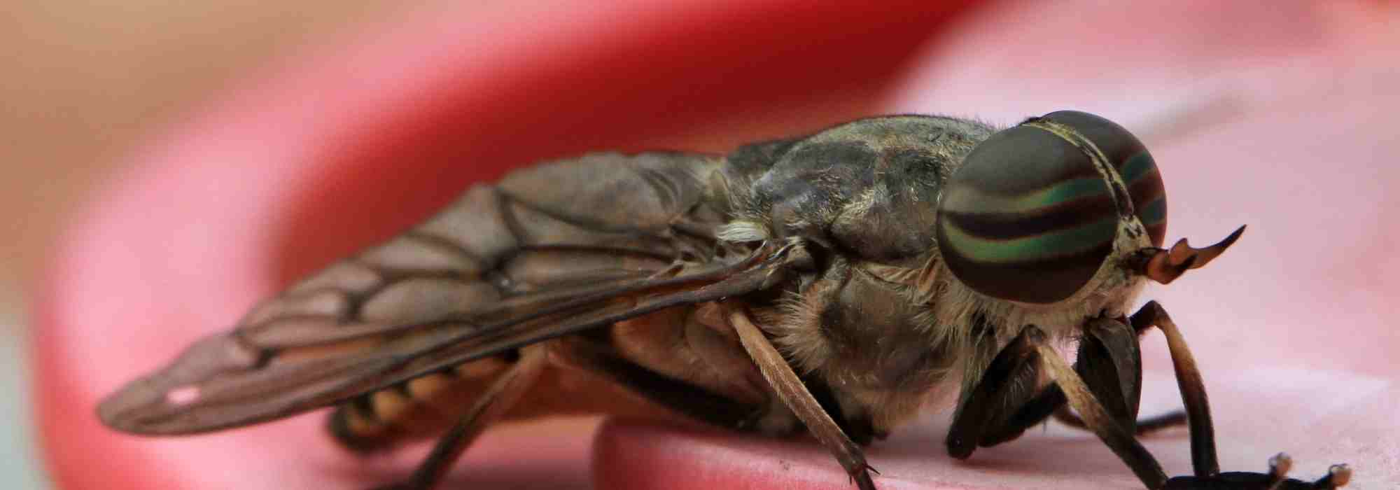 Le taon, un insecte saisonnier et redoutable
