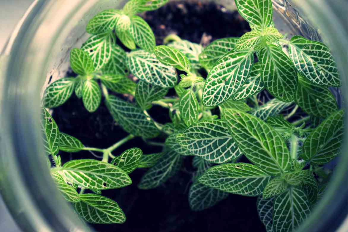 fittonia pour terrarium