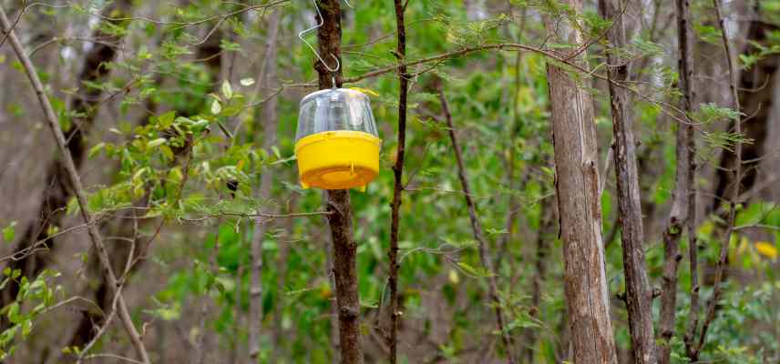 lutter contre punaise diabolique