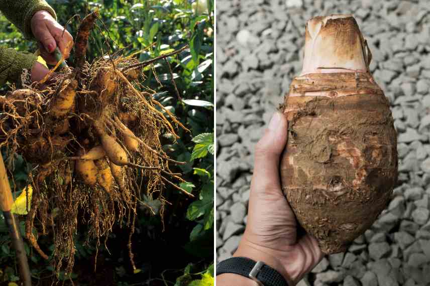 tubercules vs bulbes