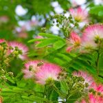 Albizia et sols secs : un arbre ornemental adapté au changement climatique