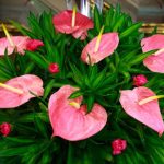 Votre Anthurium ne fleurit plus ? Pensez à le rempoter !