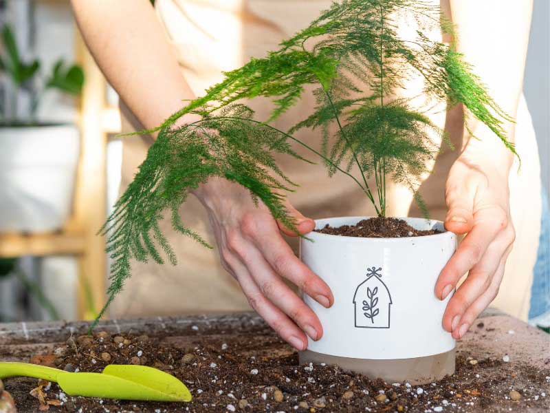 Le rempotage de l'Asparagus